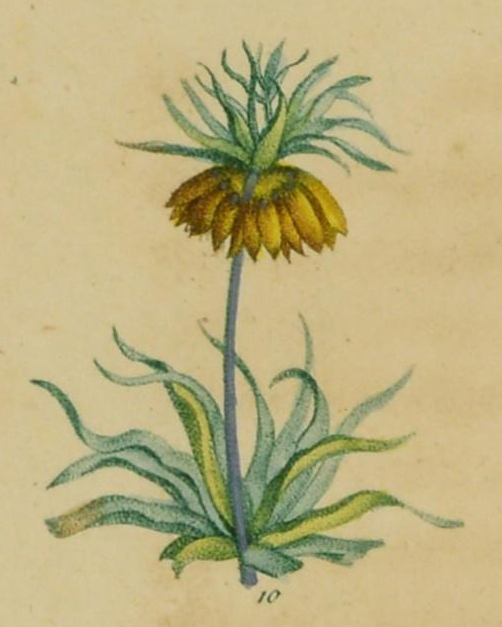 Illustration of a single crown imperial lily in flower.